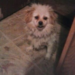 Meet your Posher, Lashunda